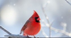 Northern Cardinal — Winter Light