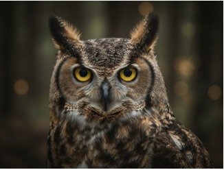 Great Horned Owl Portrait