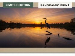 Great Blue Heron — Sunset Silhouette