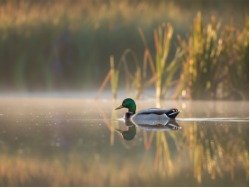 Mallard at Dawn