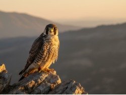 Peregrine Falcon — Cliff Watch