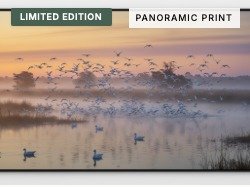 Snow Geese Exodus
