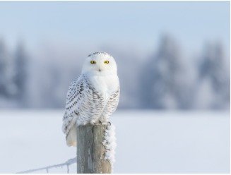 Snowy Owl — Winter Watch