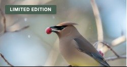 Cedar Waxwing — Red Berry