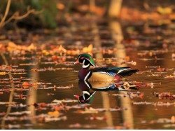 Wood Duck — Autumn Reflections