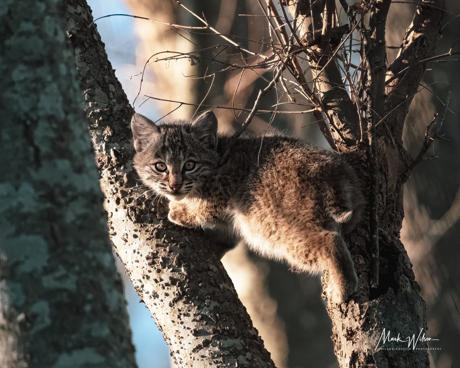 baby bobcat hb 2.11.23 2