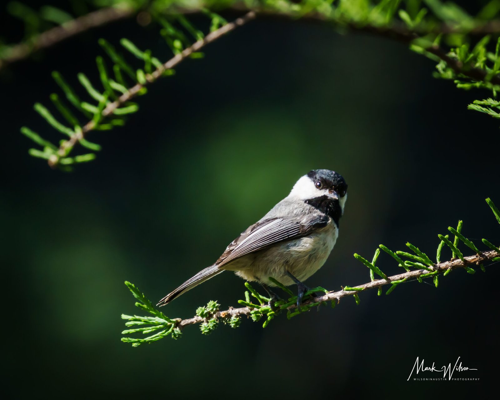 carolina chickadee st. edwards park