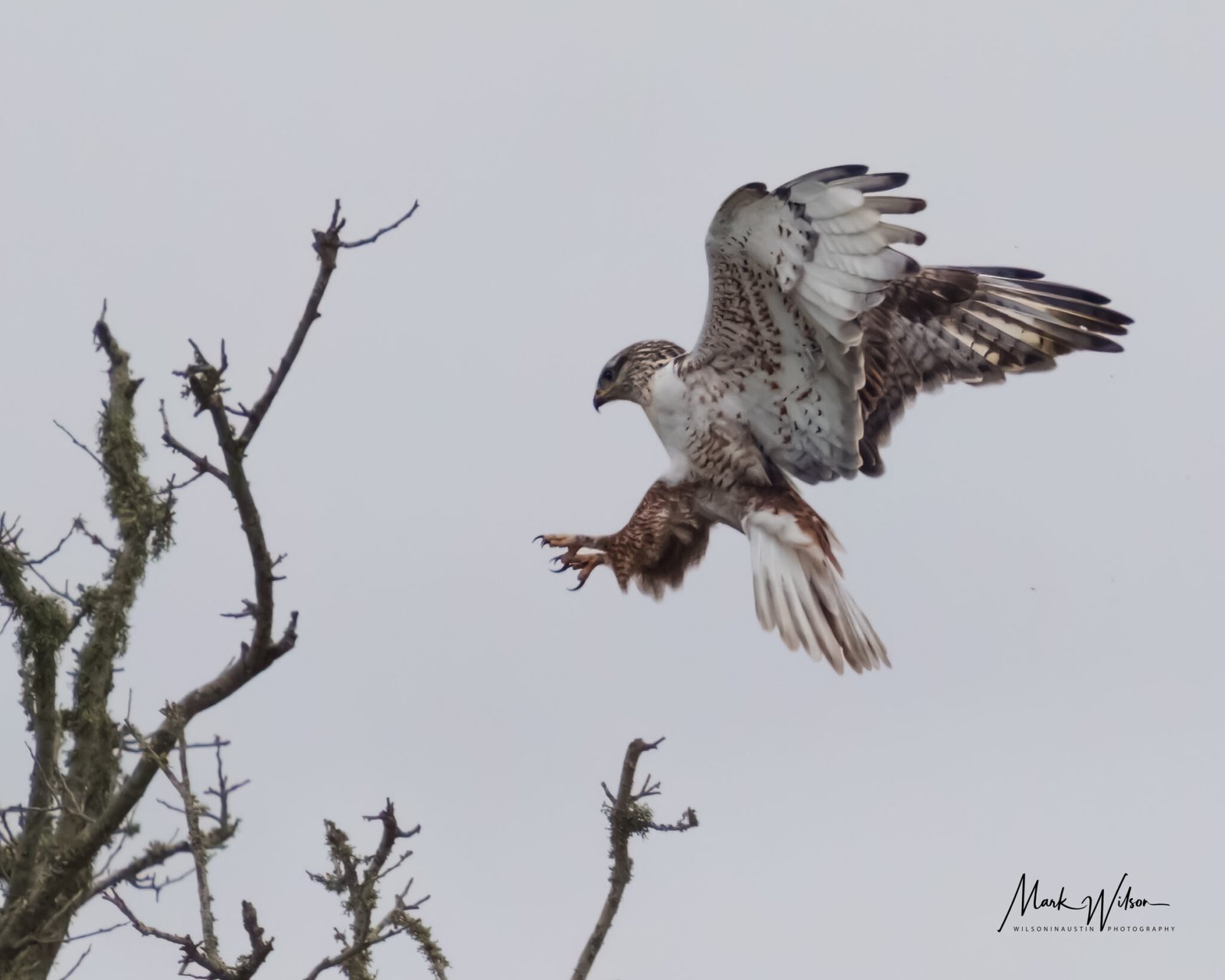 ferruginous hawk lp rd dec 22 1