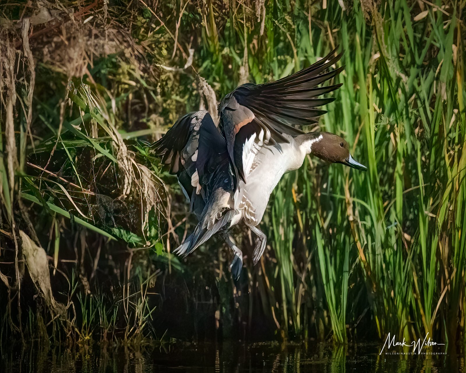northern pintail rgg 10.27.24 1